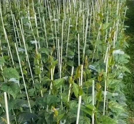 36” inch 1/2" Fiberglass Rebar Ground Stakes (20 pcs) Heavy Duty Never Rust Rebar Stakes for Concrete, Timber, Garden, Plant, Tent. Long Straight Stakes 1/2" Thickness Ground Anchors with Pointed End.